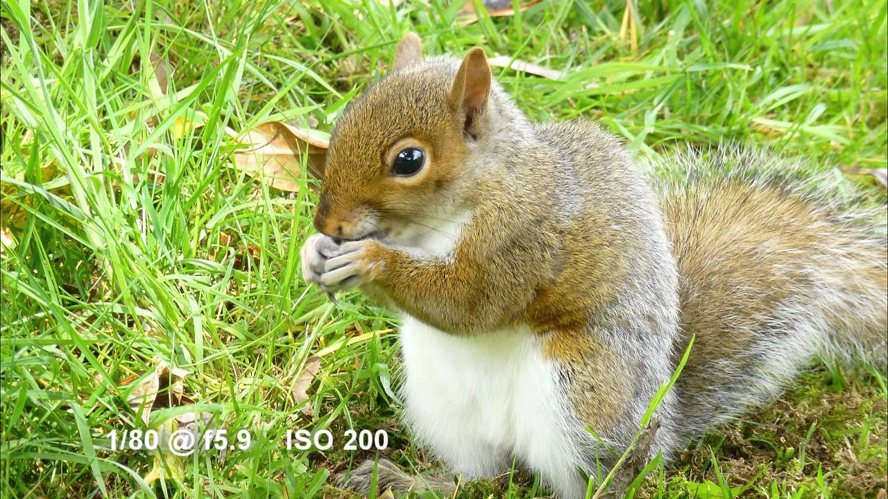 The Grey Squirrel, showcasing the Panasonic Lumix DMC-TZ20 (ZS10) camera