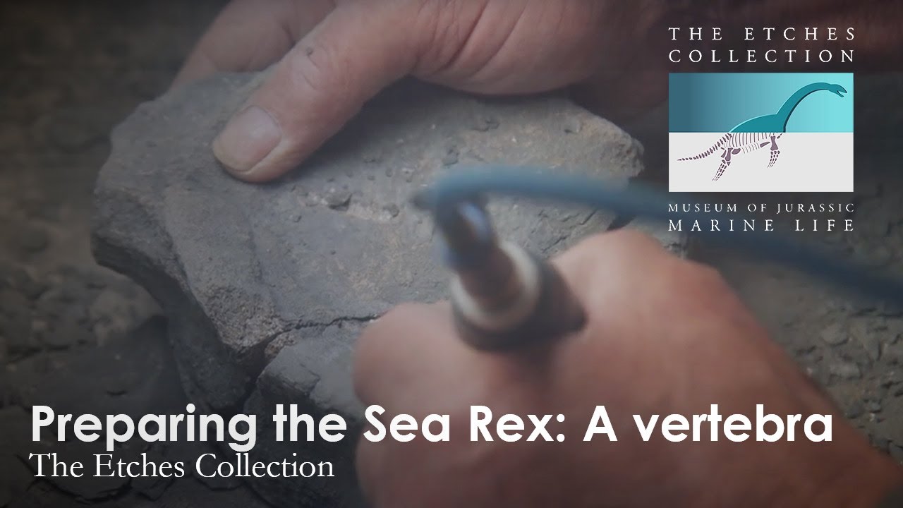 Preparing the Sea Rex: A Vertebra