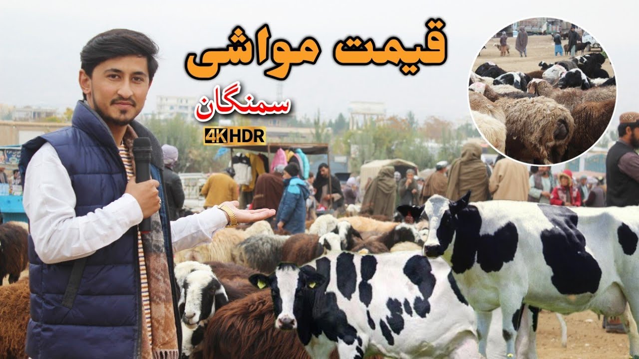 بازار مواشی در سمنگان، قیمت گاو گوسفند مرکب بز بزغاله و گوساله 😮 Samangan Afghanistan