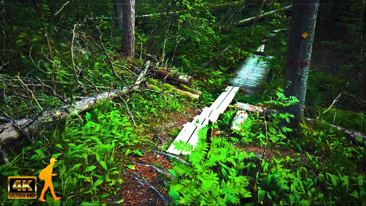 SOLO HIKE Beautiful Nature Forest 🌲 Hawk Mountain (Haukkavuori), Finland