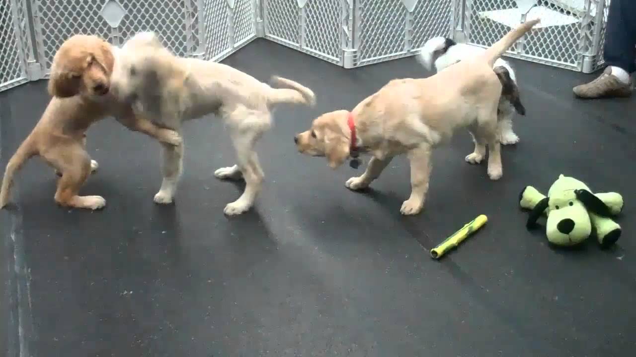 Urban K-9 San Diego Dog Training Puppy Party