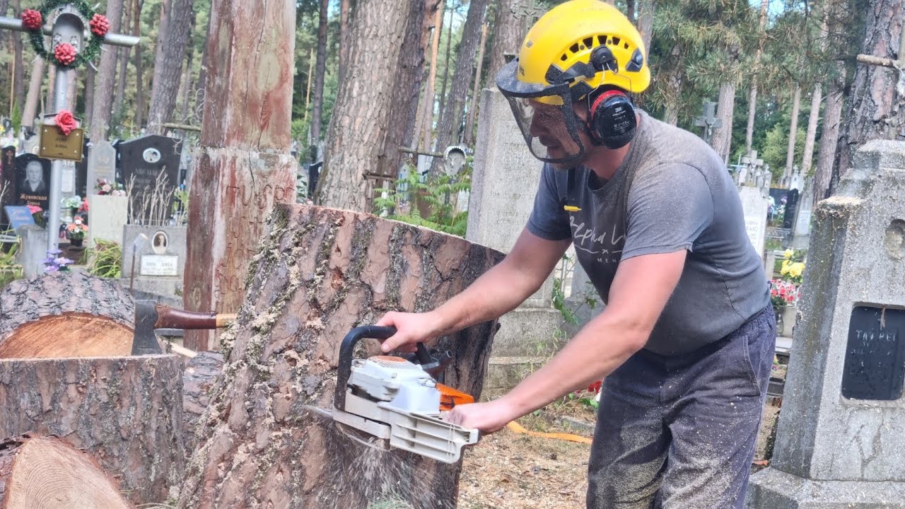 STIHL MS 260 старый конь борозны не портит!