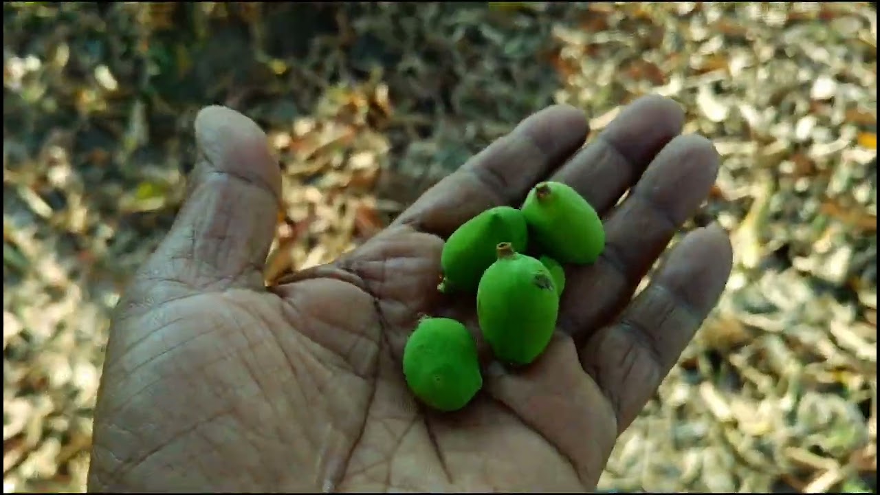 गांव का आम का बगीचा ।