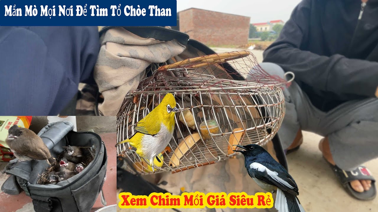 Nhận Nuôi Ổ Chào Mào Non Và Tình Cờ Gặp Cậu Bé Đang Đi B.ẫy Chim Khuyên // Chiến Ơi