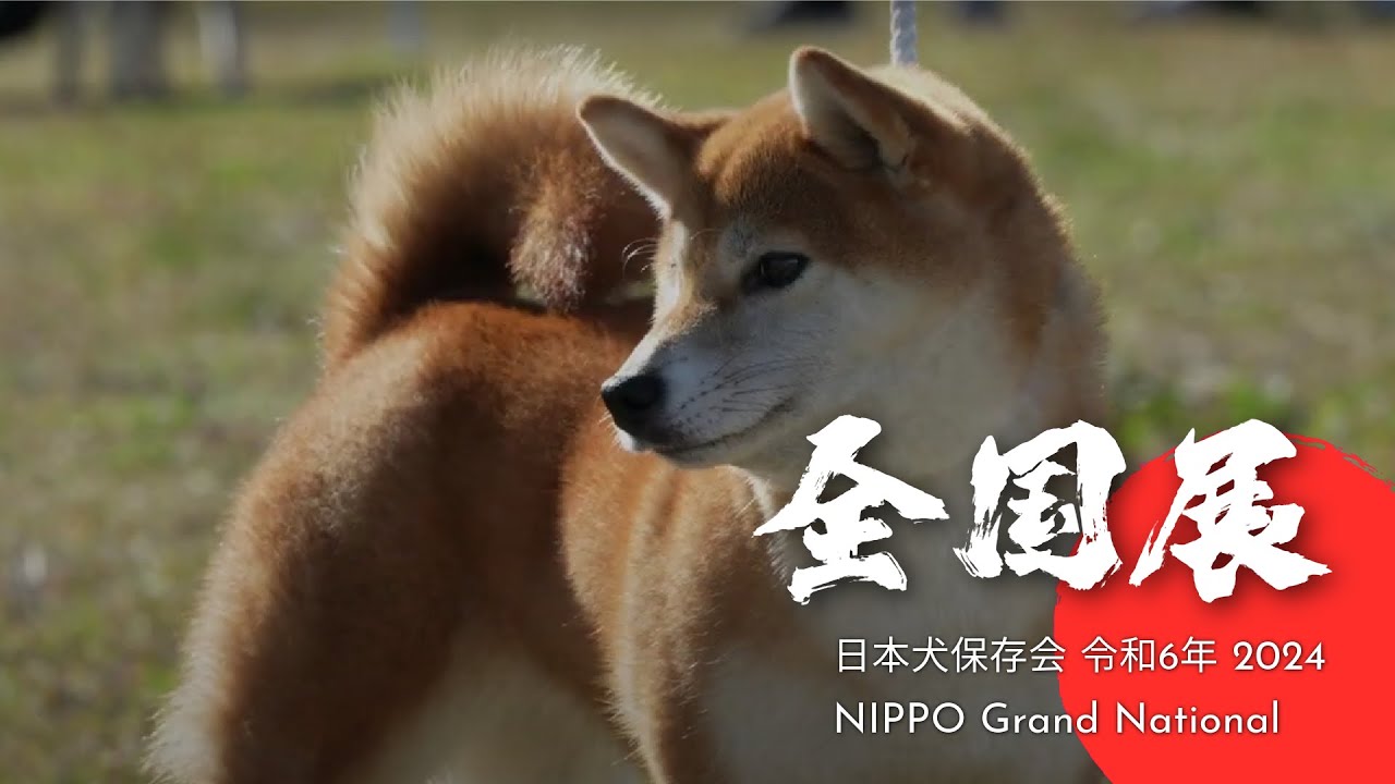 NIHON KEN HOZONKAI NIPPO Grand National 2024  令和６年度　公益社団法人日本犬保存会第１１９回全国展覧会