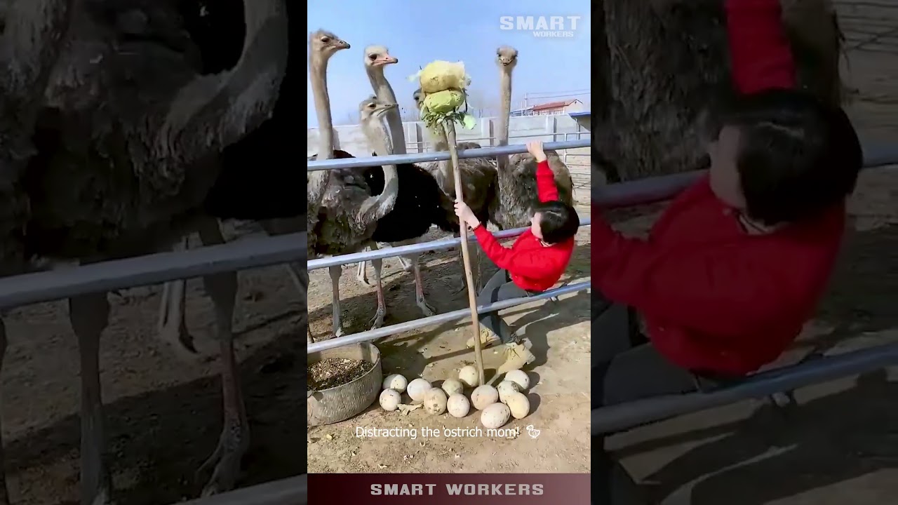 This Ostrich Egg Heist is HILARIOUS! 😂 The Distraction Technique is GENIUS! #funny #ostrich