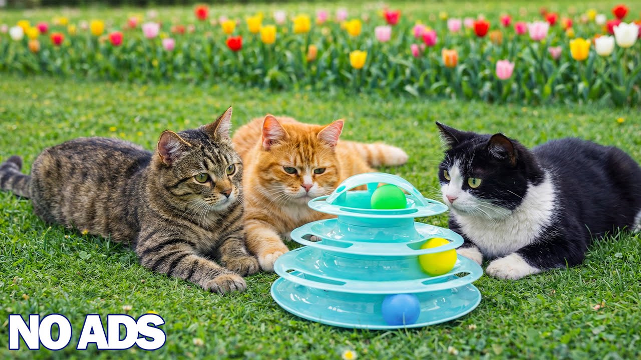 12ч успокаивающей музыки для кошек 🐈 Расслабление, исцеление & глубокий сон 🌈