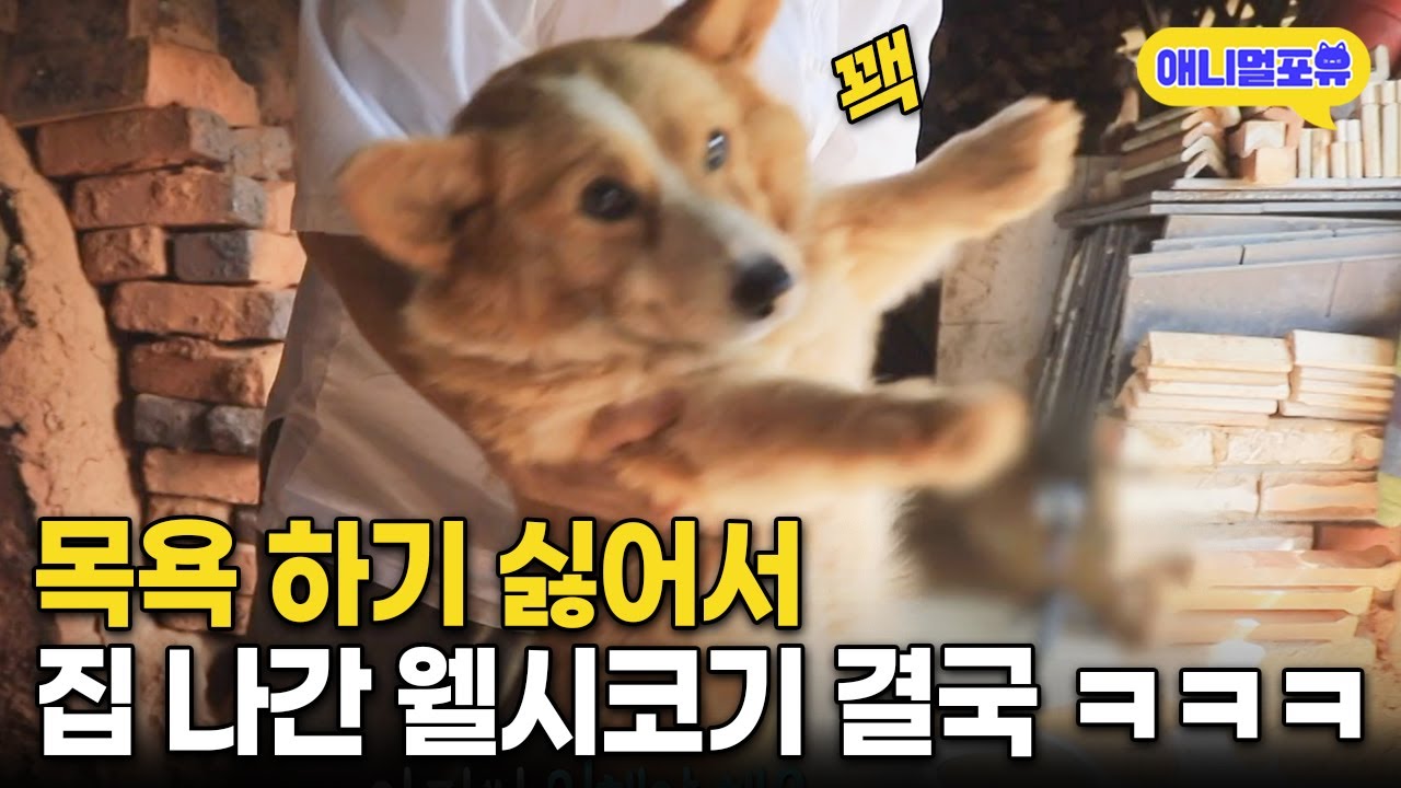 목욕하기 싫어서 몰래 집 나간 강아지 ㅋㅋㅋ I KBS 동물극장 단짝 220806 방송
