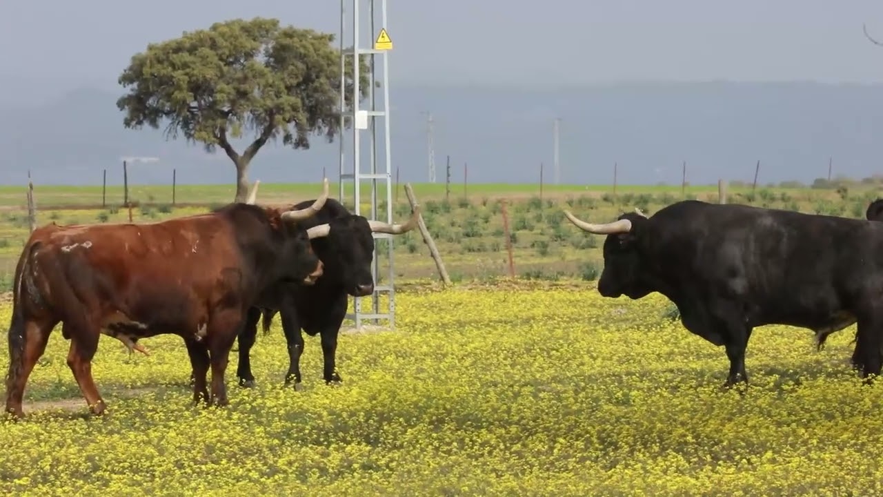 Toros de Dax : voyage au campo pour la temporada 2022