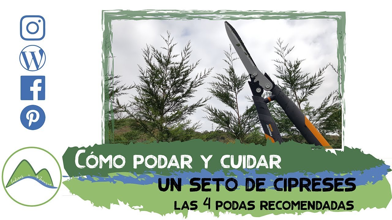 Cómo cuidar y podar un seto de cipreses: 4 PODAS fundamentales | LdN