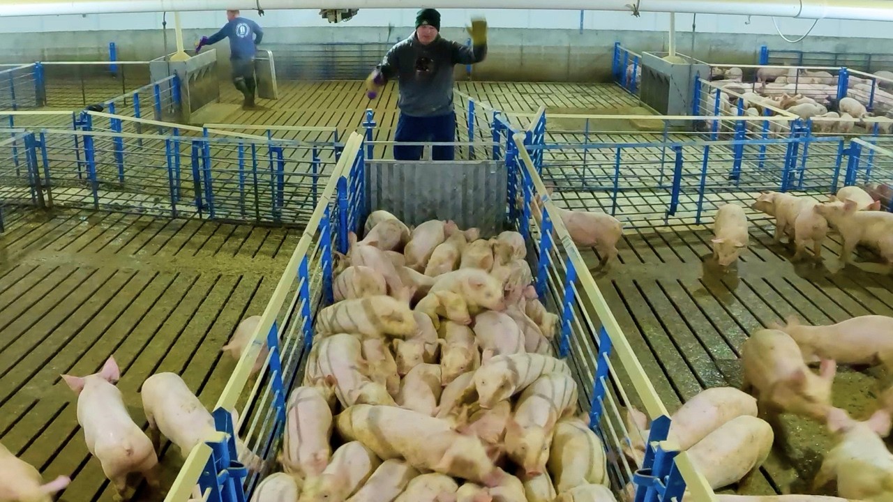 These Pigs Are Leaving the Farm