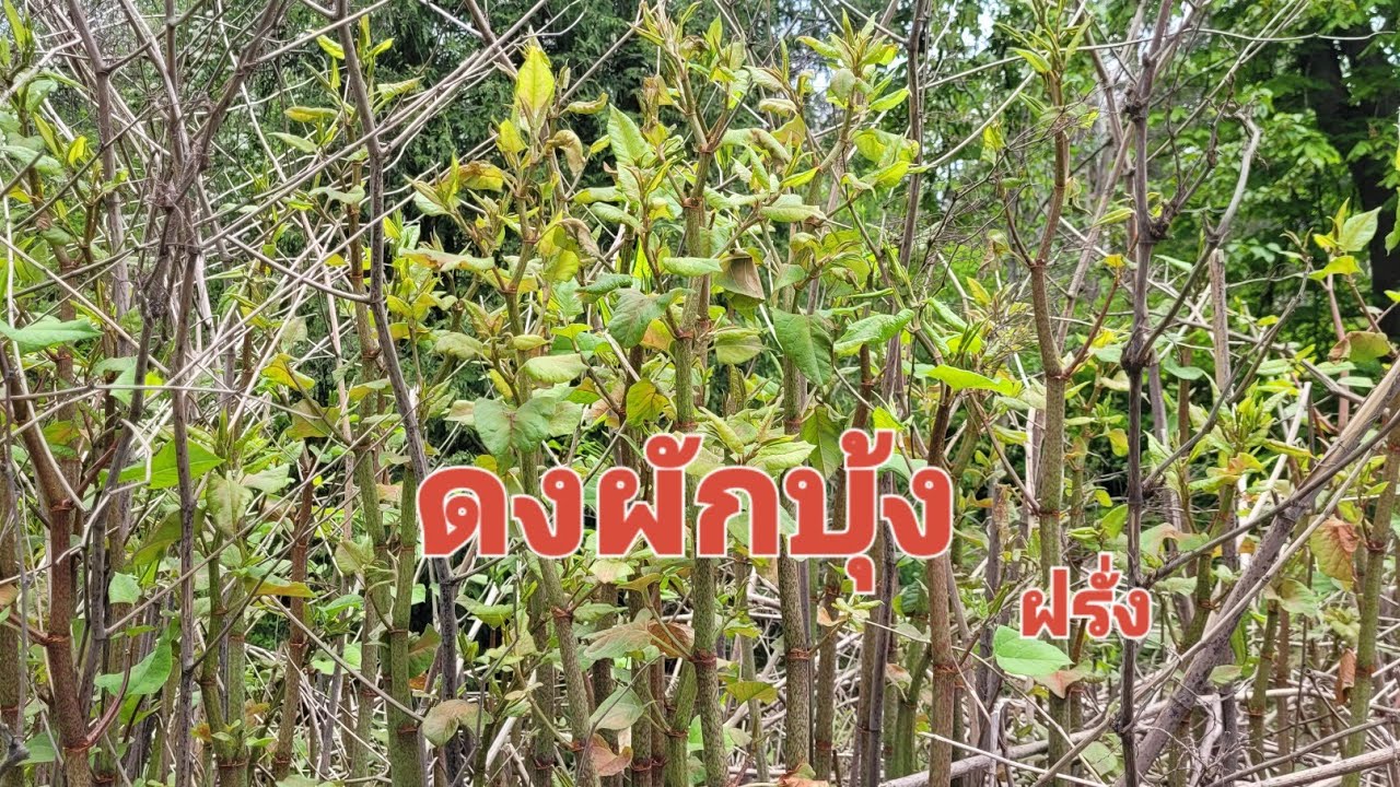 กินได้อร่อยผักบุ้งฝรั่งเก็บมันอย่าบอกใคร