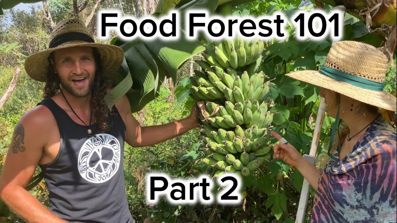 Going deep into hawaii’s agroforestry part 2/2