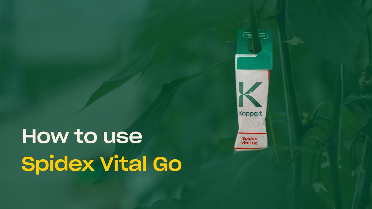 How To Use Spidex Vital Go - Predatory Mites to Control Spider Mites