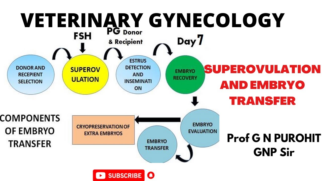 Superovulation and embryo transfer in cattle
