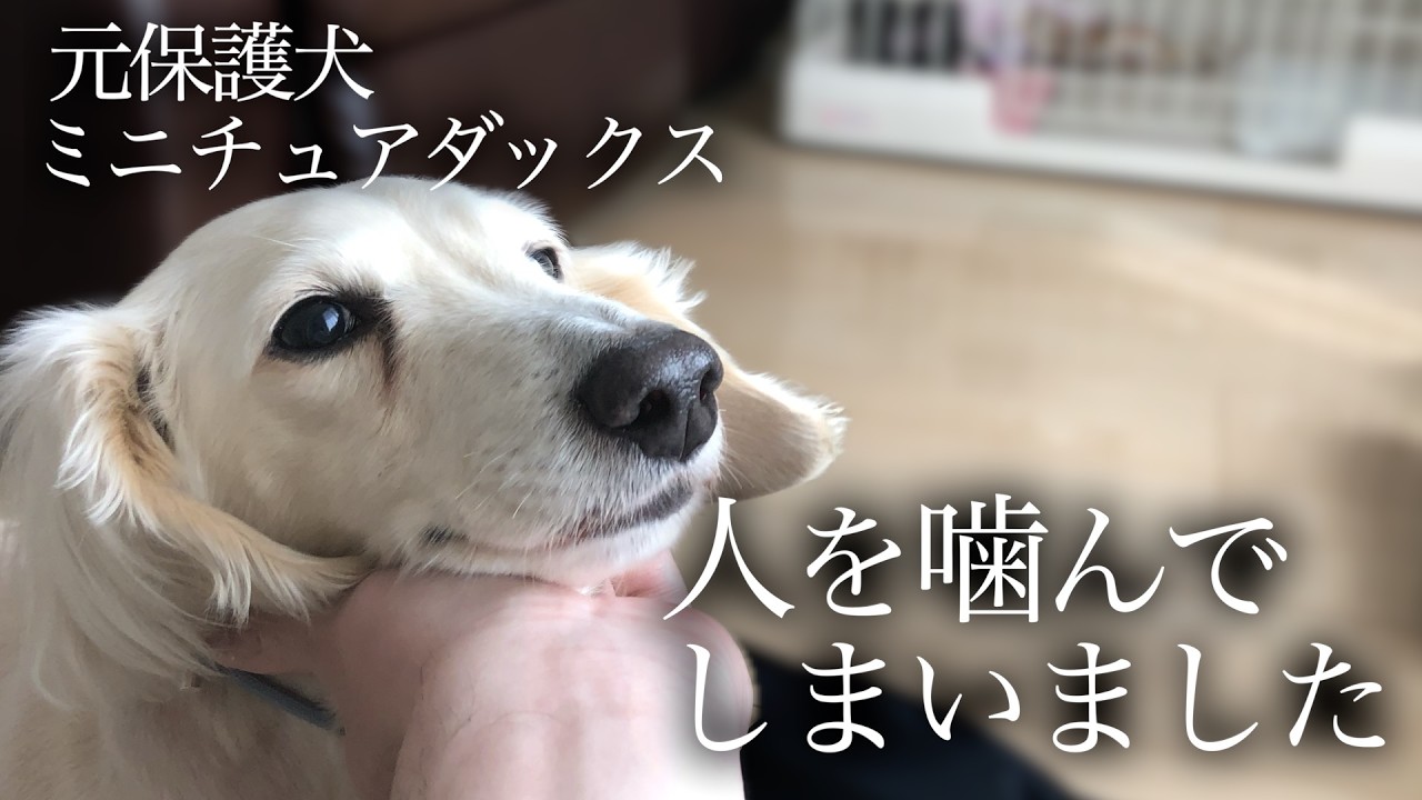 恐怖で人を噛んでしまう元保護犬ダックスの心の声