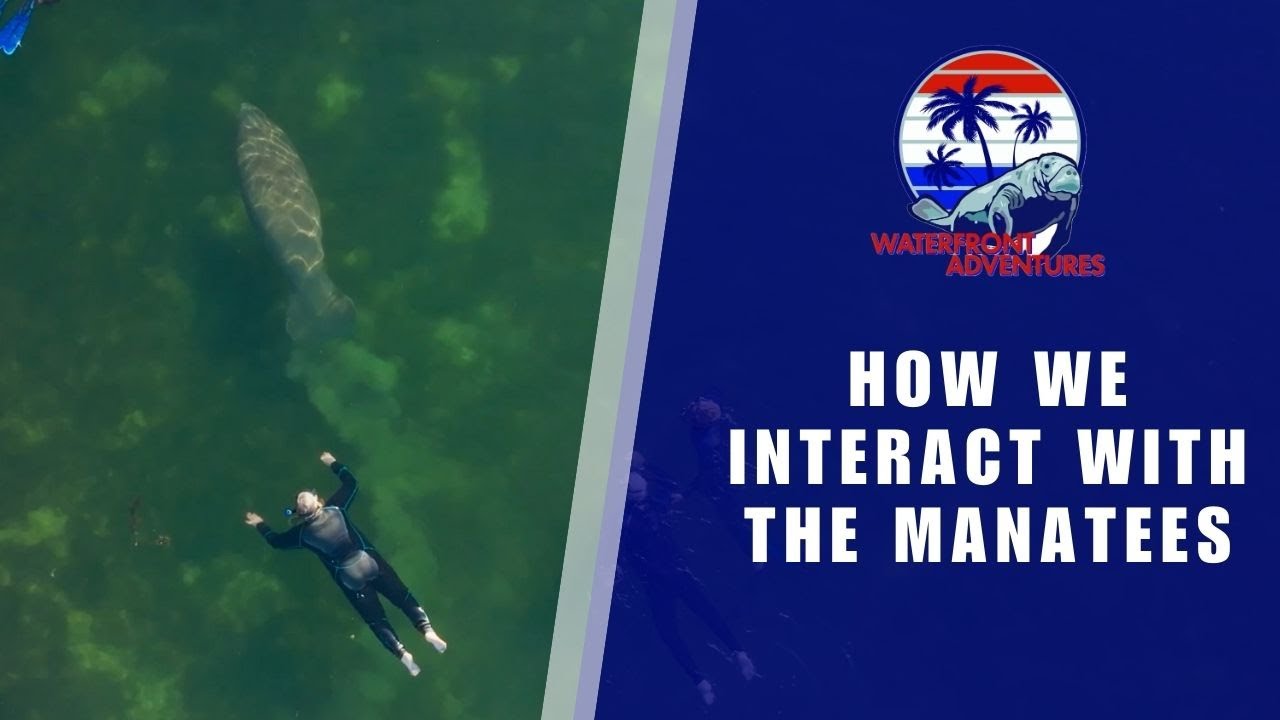 How We Interact With The Manatees | Waterfront Adventures
