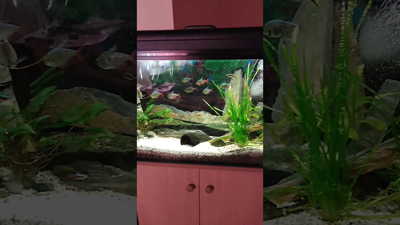 Bystrzyki Kolumbijskie i moje ulubione neony.