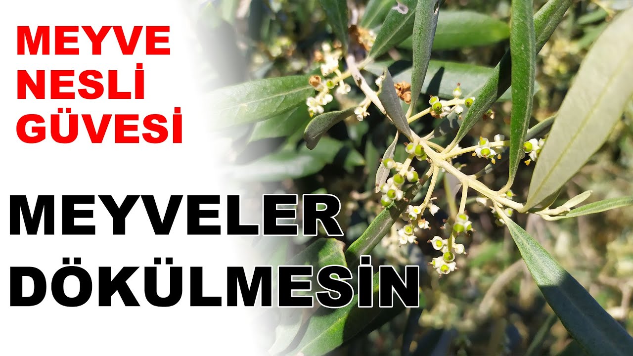 Zeytinde Meyve Nesli Güve Mücadelesi || Zeytinde Sulama || Zeytin Sap Sokanı