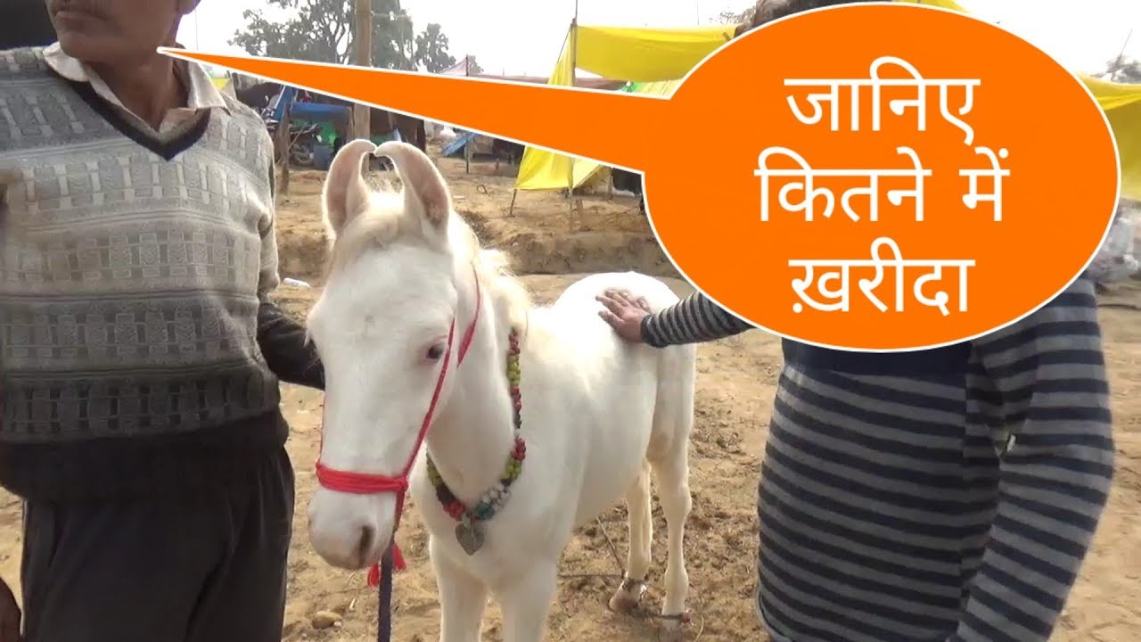 जानिए कितने में ख़रीदा है इस बच्ची को ||मकनपूर घोड़ा बाज़ार ||