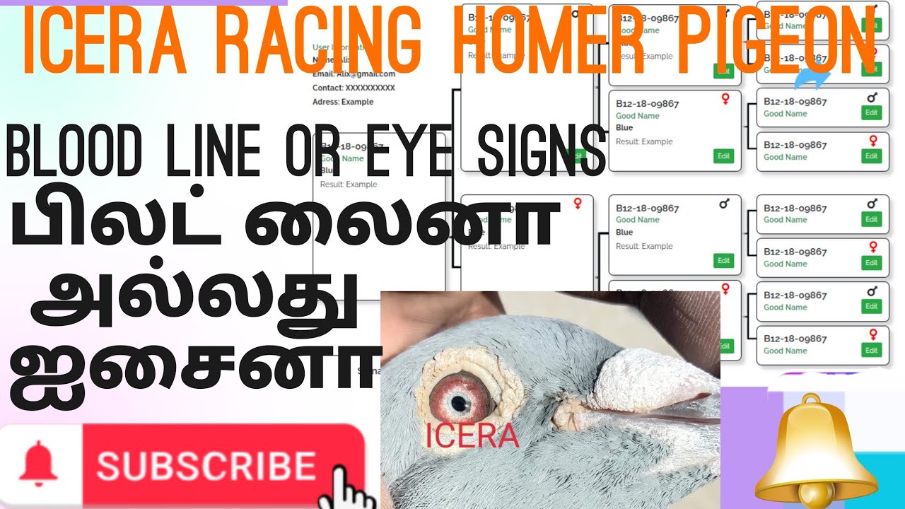 🕊WHICH IMPORTANT THE PIGEON🕊#pigeon#pigeons#pigeonlofts#racingpigeons#birds#kabootar#merpati#shorts