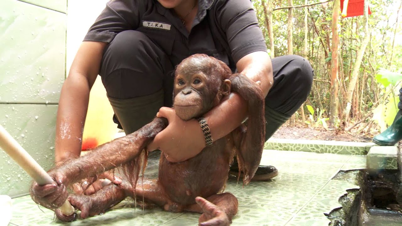 Visit the Wild Orangutans of Borneo with Dr Birute Galdikas & OFI