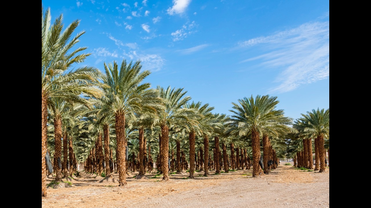 Palmeras RQ - Producción de dátiles Medjool en Mexicali, Baja California.