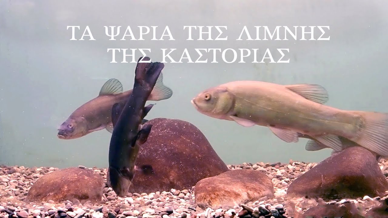 Τα Ψάρια της Λίμνης της Καστοριάς