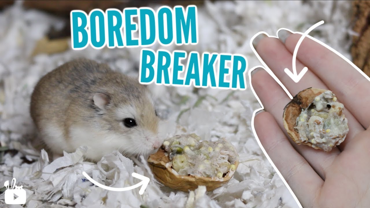 DIY Hamster Boredom Breaker treat!
