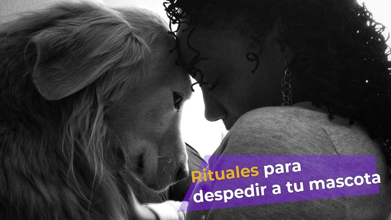 Rituales para despedir tu mascota.