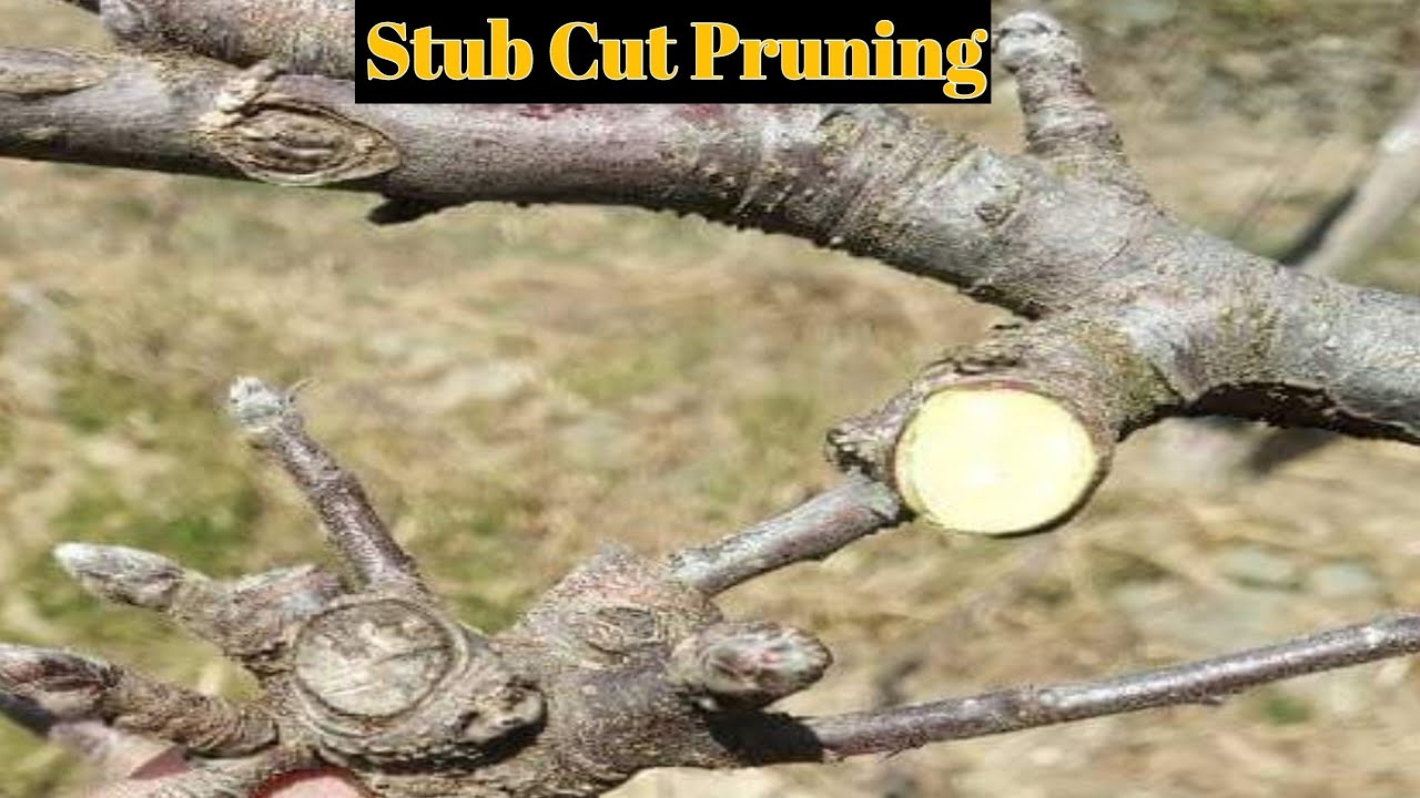 Stub Cut | Winter and Summer Stub Cut | Himalayan Farming | Pruning technique