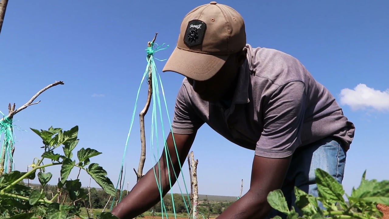 Kenya-Laikipia County Tomato farming