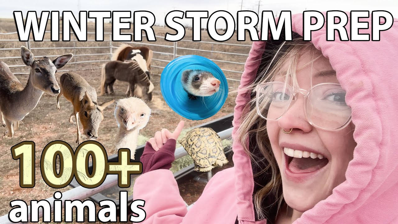 Справятся ли они с зимней бурей? 🥶 😧