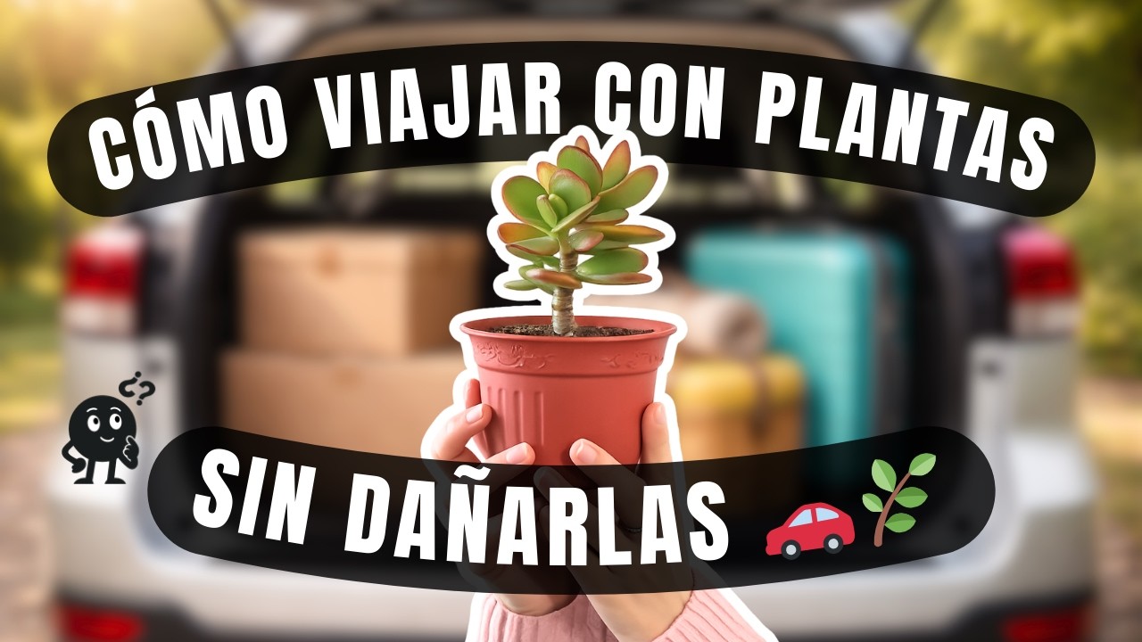 Cómo TRASLADAR y viajar con tus PANTAS de forma segura