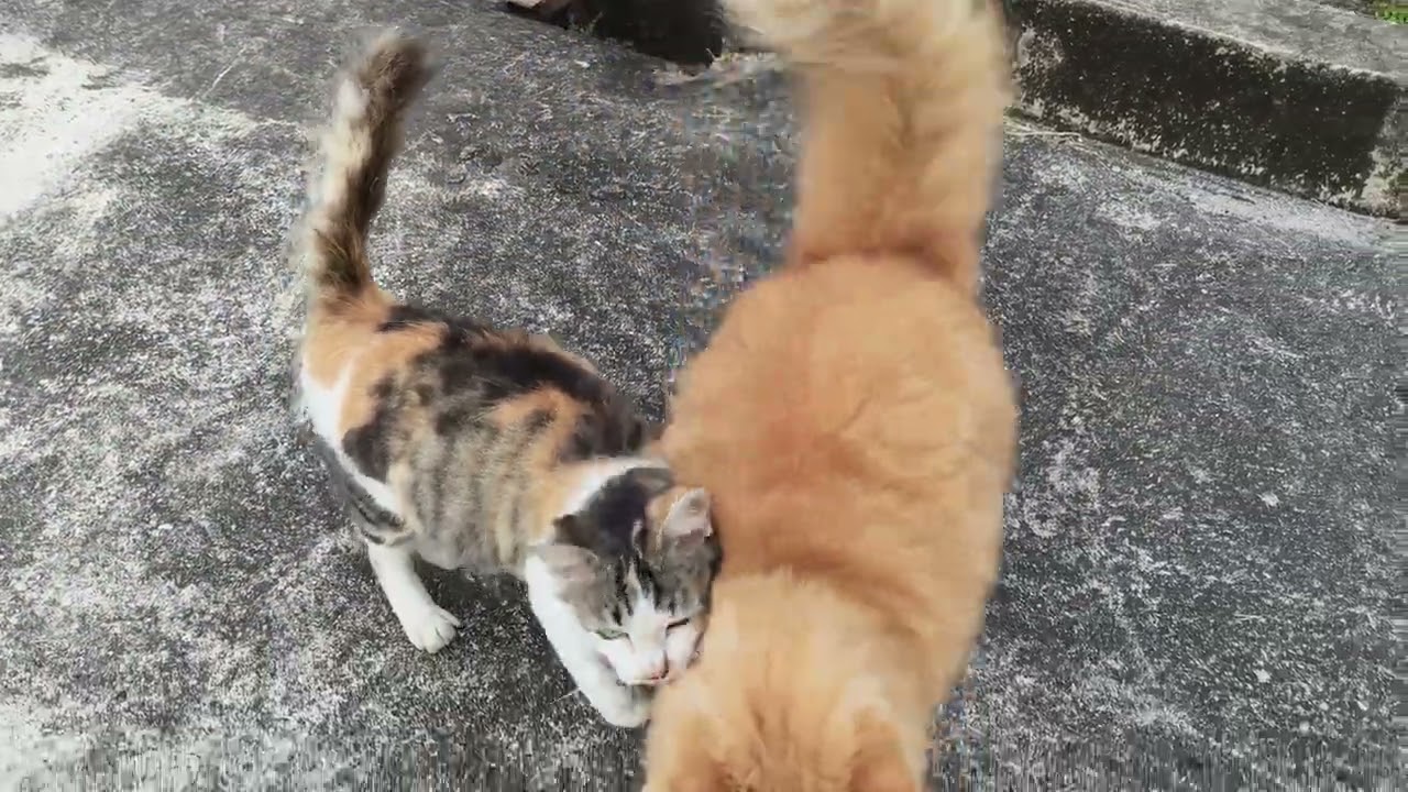 Beautiful cats... 🐈 🐈