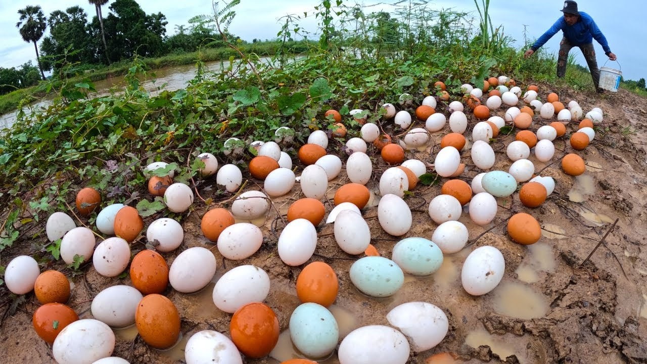 Top catching fish amazing! pick a lot of eggs on the hive under a tree pick by hand