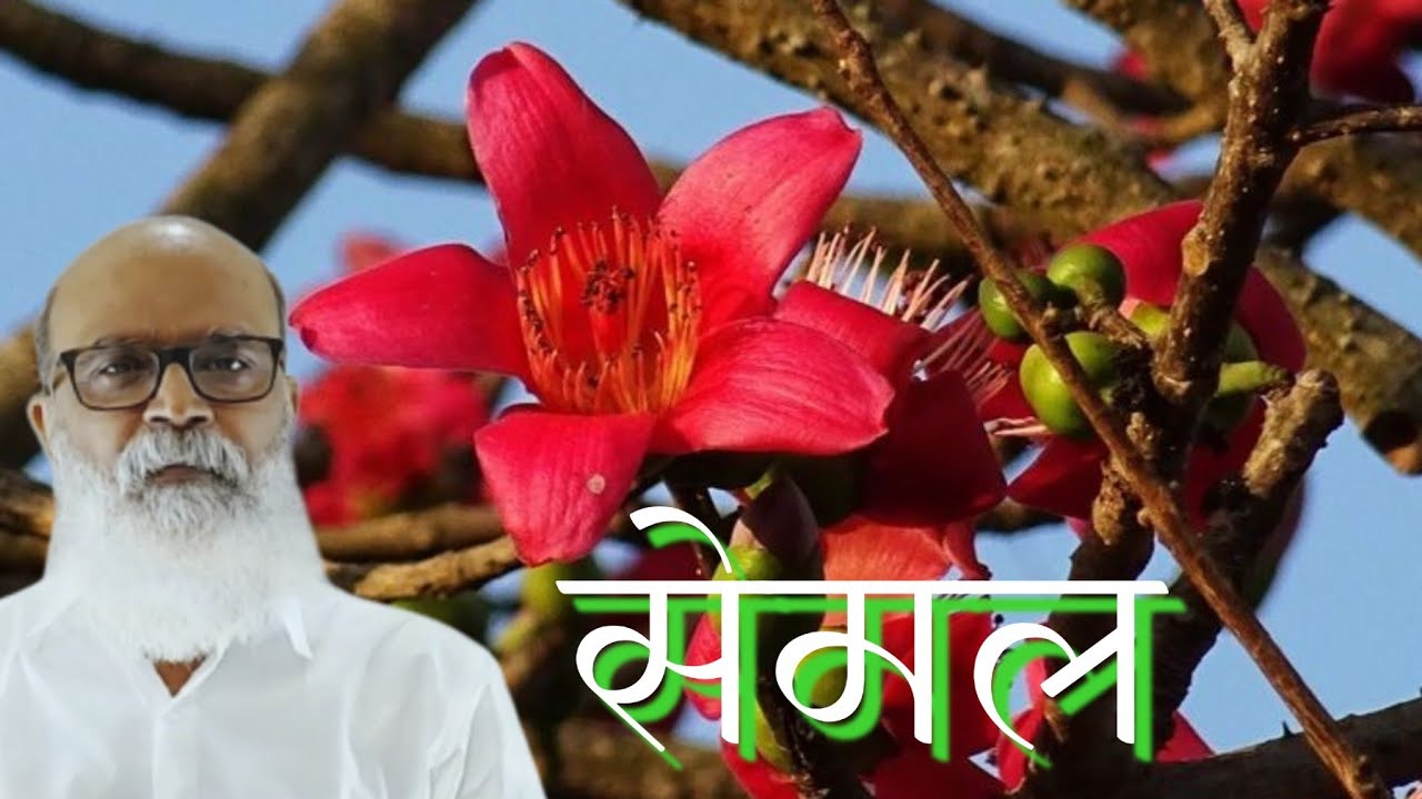 सेमल,शालमली SALMALIA MALABARICA health benefits।जगदीश वाला