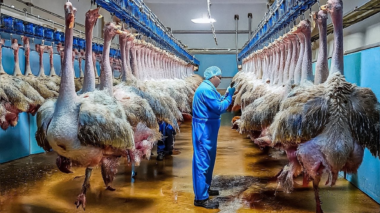 Как выращивают миллионы страусов ради мяса, шкур и яицПолный промышленный процесс