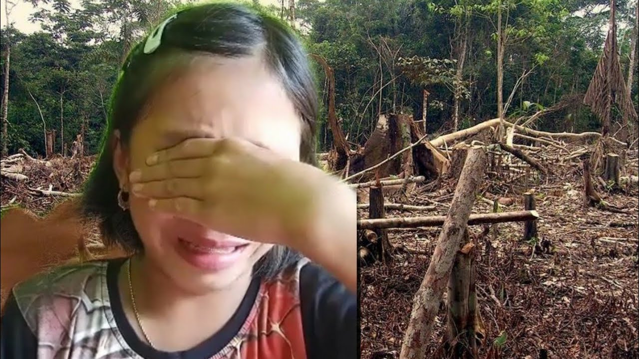 Girl shocked to see adults cutting trees