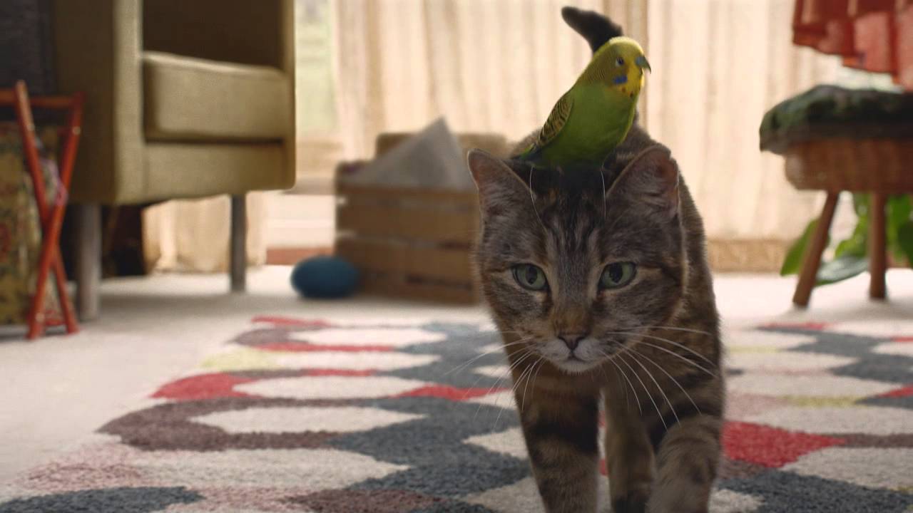 FREEVIEW LOVE MAKING OF #CatBudgie