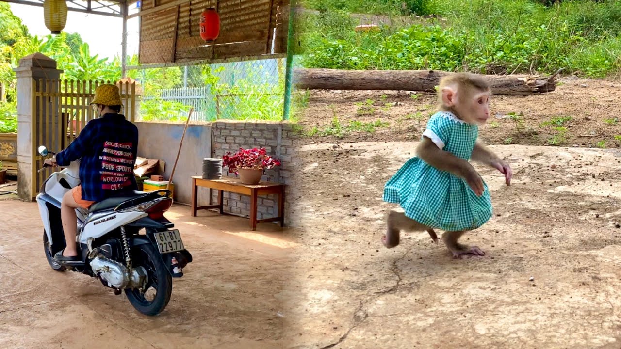 Monkey Linda ran away from home when Mom went to the store to buy milk
