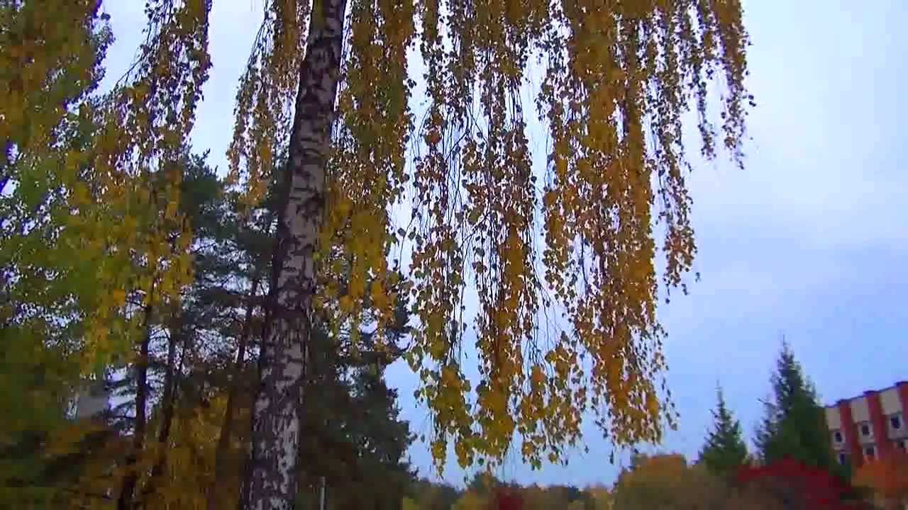 Вы шумите березы (You make noise make noise above me birch)