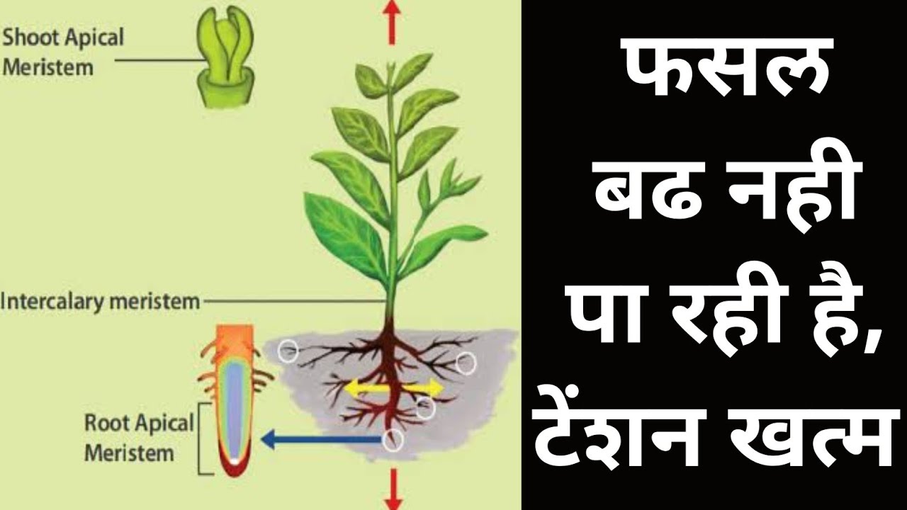 फसल बढ नही पा रही है । plant growth