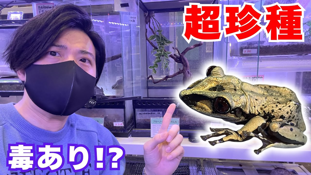 【衝撃】大人気種から超珍種まで！今までこんな『変わったカエル』見たことない...。
