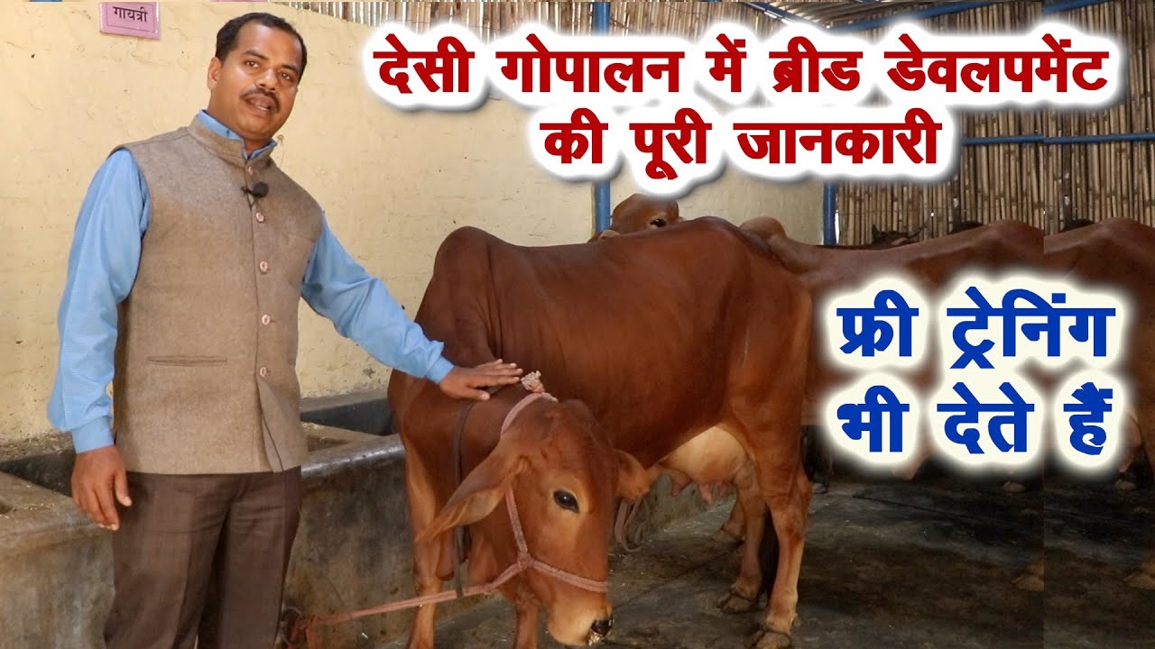 देसी गोपालन को लाभकारी बनाने की पूरी जानकारी, फ्री ट्रेनिंग भी देते हैं Desi cow and dairy farming