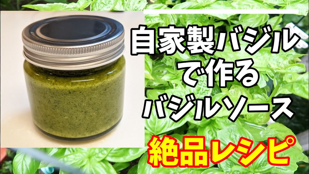 【自家製バジル】本格ジェノベーゼソースの作り方と保存方法　　【バジルソース】【バジル収穫】【ジェノバソース】Happycooking#94