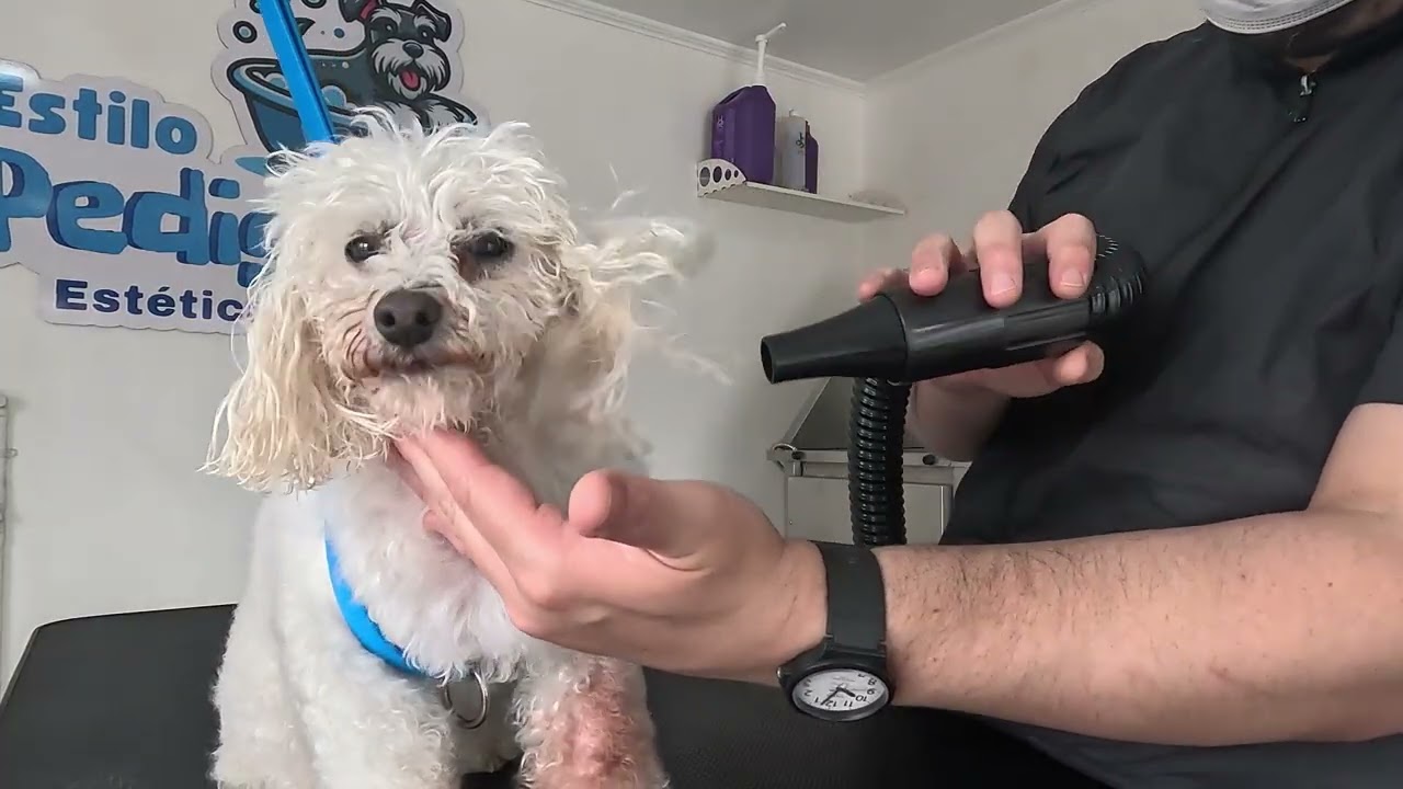 Intenta morderme mientras la peino - perrita poodle