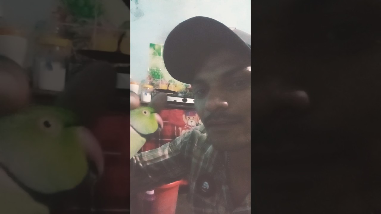 मिट्ठू केक खा रहा है #funny #nqgpuri #adhuniknagpurisong video Jharkhand