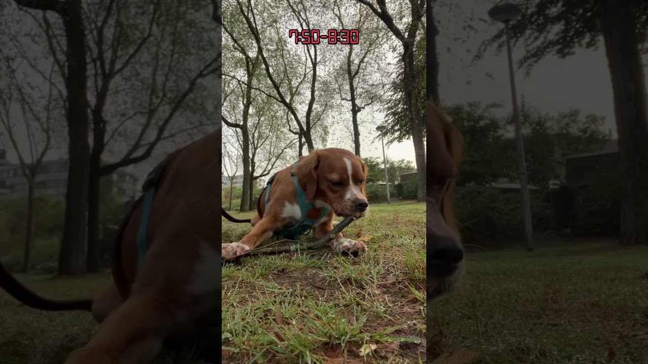 Day in a life as a dog walker: 6 month Puppy