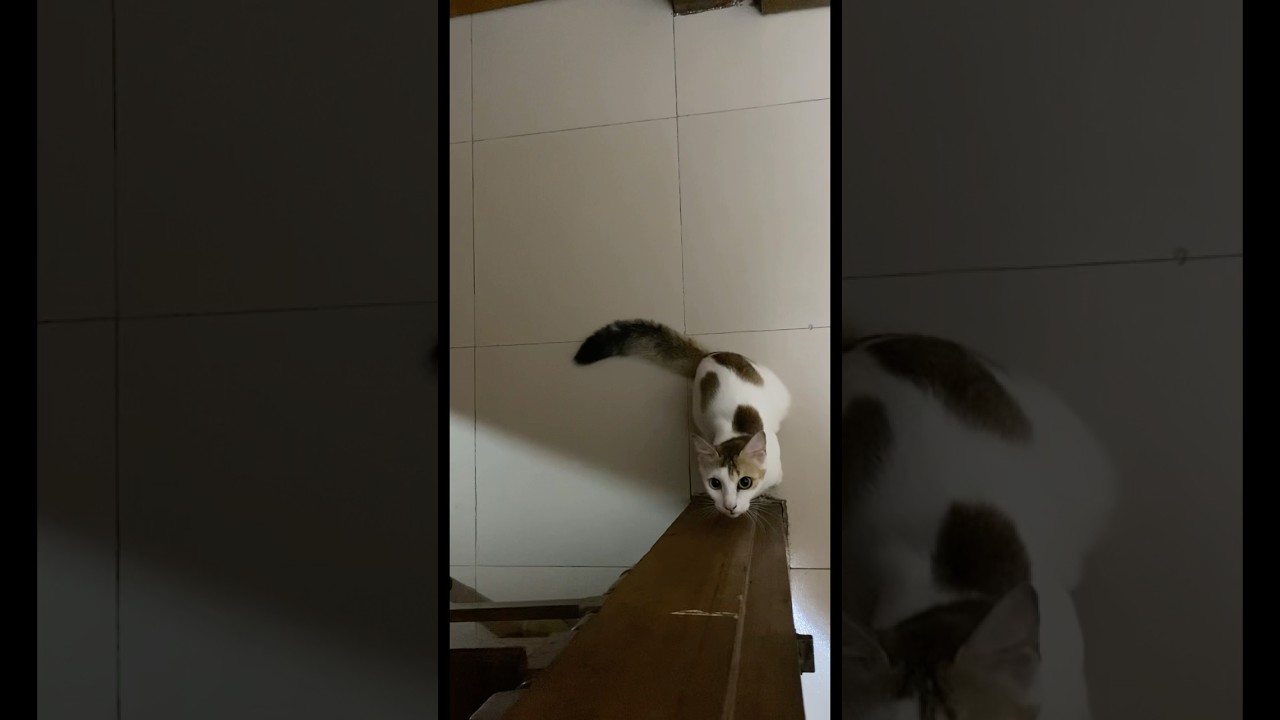 Tiny Hunter in Action again 🐾 
